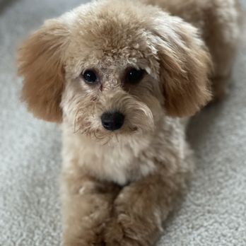Cleopetra's Grooming - Fluffy havapoo - Pet Groomers Near Me - Exton, Pennsylvania Cleopetra's Grooming - Fluffy havapoo - Pet Groomers Near Me - Exton, Pennsylvania
