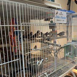 Sean Casey Animal Rescue