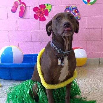 The Kennel Klub - Summer luau party! - Pet Training Near Me - Houston, Texas The Kennel Klub - Summer luau party! - Pet Training Near Me - Houston, Texas