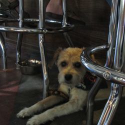 Happy Tap - Pups