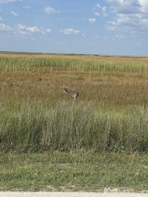 Padre Island National Seashore - Malaquite Visitor Center by null