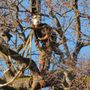 Photo of Sierra Vista Tree Service