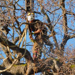 Sierra Vista Tree Service
