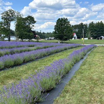 Blue Winds Farm - Pick Your Own Farms Near Me - Strafford, New Hampshire Blue Winds Farm - Pick Your Own Farms Near Me - Strafford, New Hampshire