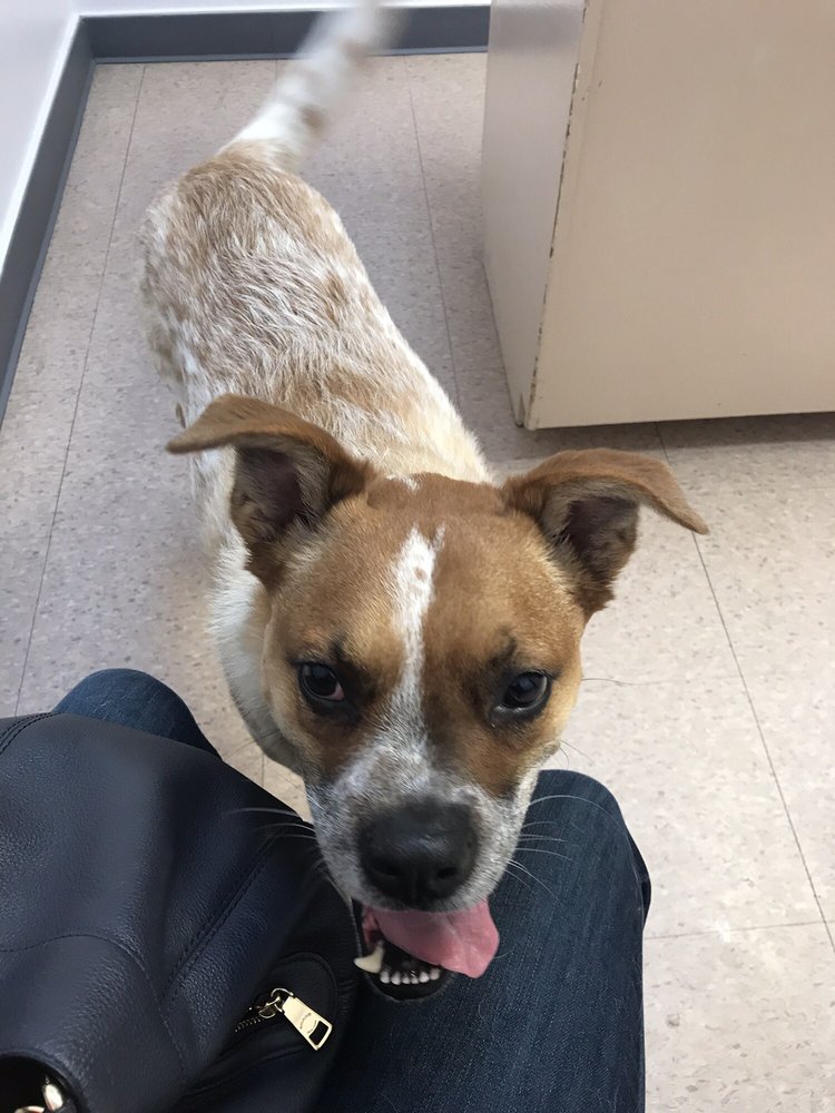 ASSOCIATED VETERINARY SERVICES 20 Photos & 43 Reviews 7807