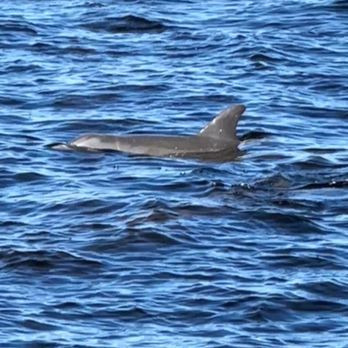 Adventures In Paradise - Dolphin - Boating Near Me - Fort Myers, Florida