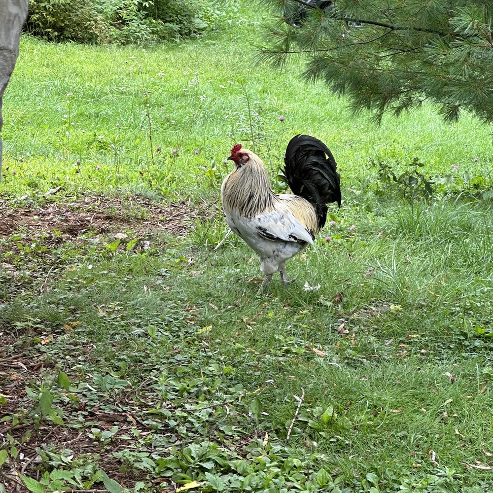 The Blue Alpaca Ranch and Store - Ranches Near Me - Belfast, Maine The Blue Alpaca Ranch and Store - Ranches Near Me - Belfast, Maine