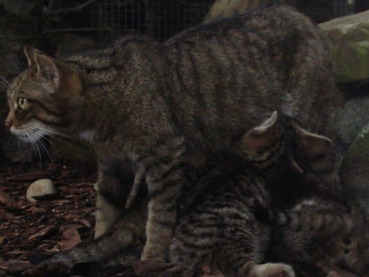 Highland Wildlife Park by null