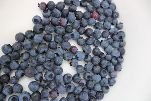 Larsen Lake Blueberry Farm by null