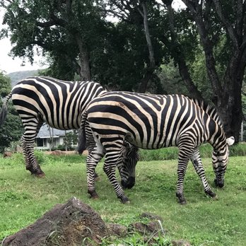 Twilight Tours - Walking Tours Near Me - Honolulu, Hawaii Twilight Tours - Walking Tours Near Me - Honolulu, Hawaii