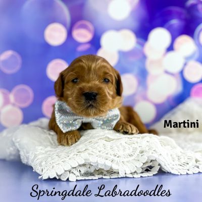 Springdale Labradoodles SPRINGDALE LABRADOODLES - GREENSBORO - Updated July 2026 - 26 Photos ...