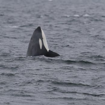 Puget Sound Express - Whale Watching Tours Near Me - Edmonds, Washington Puget Sound Express - Whale Watching Tours Near Me - Edmonds, Washington