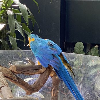 Bloedel Conservatory - Botanical Gardens Near Me - Vancouver, British Columbia