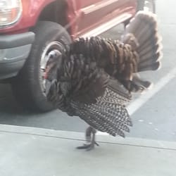 County of Contra Costa - Wild Turkey