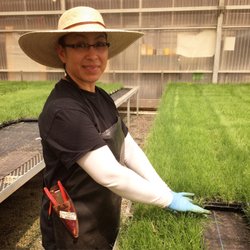 California Buffalograss - Each tray of UC Verde Buffalograss is inspected before pick up/shipping to ensure all plugs are ready to grow!