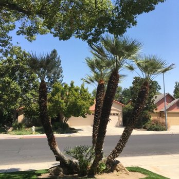 Travis Tree Service - Date palm - Tree Services Near Me - Fresno, California Travis Tree Service - Date palm - Tree Services Near Me - Fresno, California