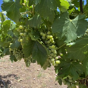 Rune Wines - Wineries Near Me - Sonoita, Arizona Rune Wines - Wineries Near Me - Sonoita, Arizona
