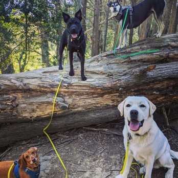 Pack pups - Pups giving that model pose for yummy treats - Dog Walkers Near Me