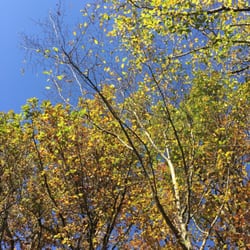 La Forêt de Bouconne