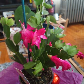 Lynn Florist - My winter cactus! Isn't she cute! - Floral Designers Near Me - Brooklyn, New York