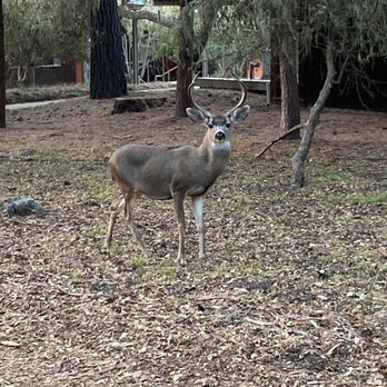 Asilomar Conference Grounds - The deer next door - Hotels Near Me - Pacific Grove, California
