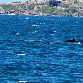 PacWhale Eco-Adventures - Whales - Tours Near Me - Wailuku, Hawaii PacWhale Eco-Adventures - Whales - Tours Near Me - Wailuku, Hawaii