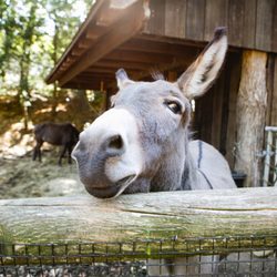 Lindgren School And Camp - Fiona the donkey