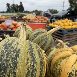 Schuh Farms - Pumpkin of sorts
