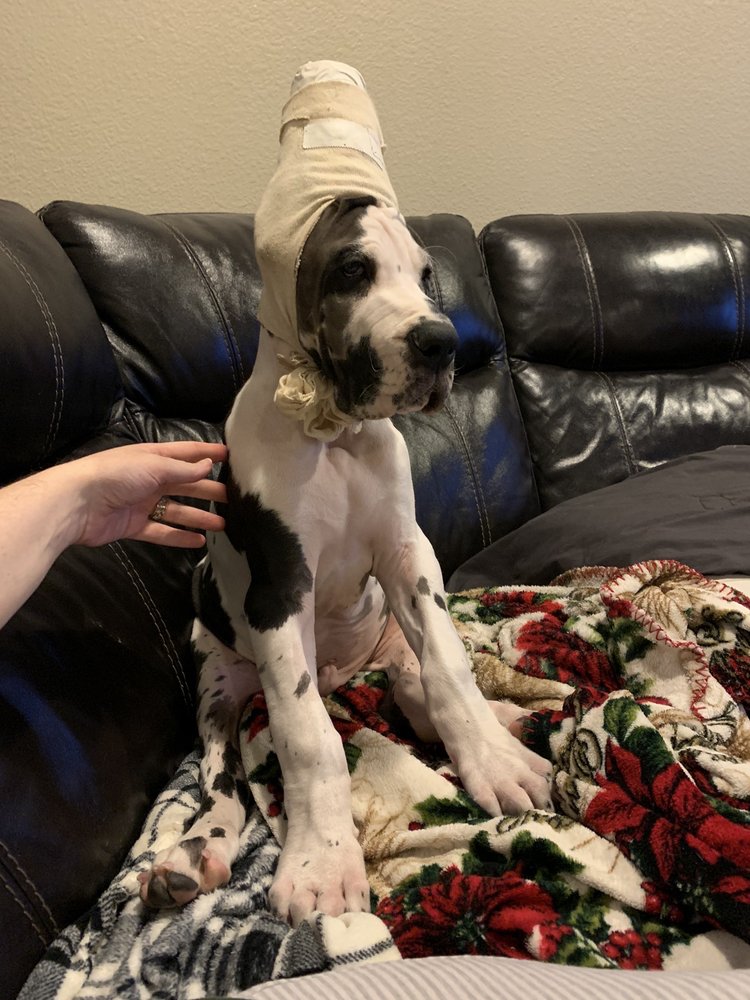 QUAIL RIDGE ANIMAL HOSPITAL - 27 Photos & 42 Reviews - 937 Mica Dr