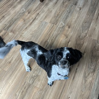 Hamilton Dog Spaw - Pet Groomers Near Me - Hamilton, Ontario