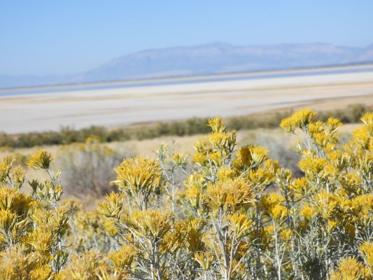 Antelope Island by null