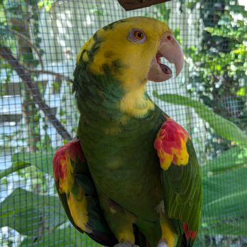 San Antonio Aquarium - Yellow headed Amazon - Aquariums Near Me - Leon Valley, Texas San Antonio Aquarium - Yellow headed Amazon - Aquariums Near Me - Leon Valley, Texas