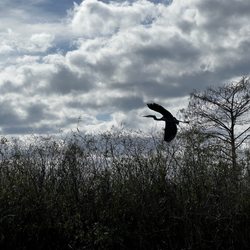Airrow Boat Tours - Bird flying over brush.
