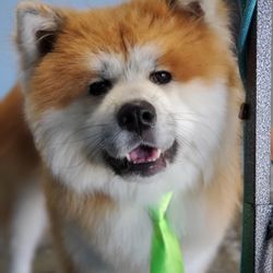 Ashley's At Home Grooming - Mister bear came in for his spaw day!