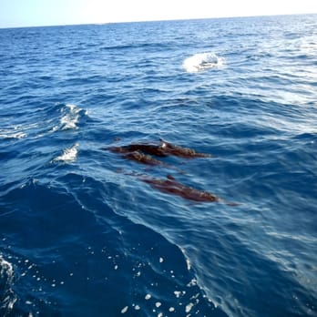 Hawaiian Diving Adventures - Dolphins! - Scuba Diving Near Me - Honolulu, Hawaii Hawaiian Diving Adventures - Dolphins! - Scuba Diving Near Me - Honolulu, Hawaii