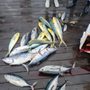 Photo of Reel Keys Fishing Charter