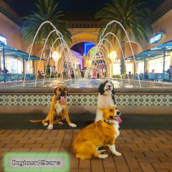 Dogtown K9 Care - Out on the town - Pet Training Near Me Dogtown K9 Care - Out on the town - Pet Training Near Me