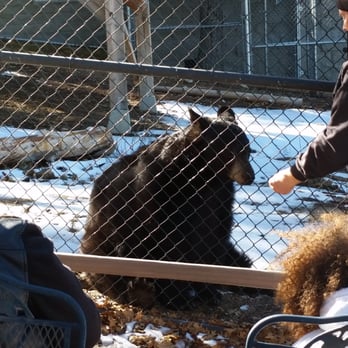 Wildhaven Ranch - Black bear - Zoos Near Me - Cedar Glen, California Wildhaven Ranch - Black bear - Zoos Near Me - Cedar Glen, California