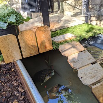 The Turf Depot - Turtle enclosure de-sanding landing/basking lawn! - Artificial Turf Near Me - San Carlos, California
