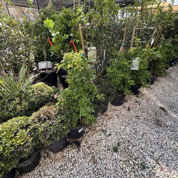 River Oaks Plant House - Plants - Florists Near Me - Houston, Texas
