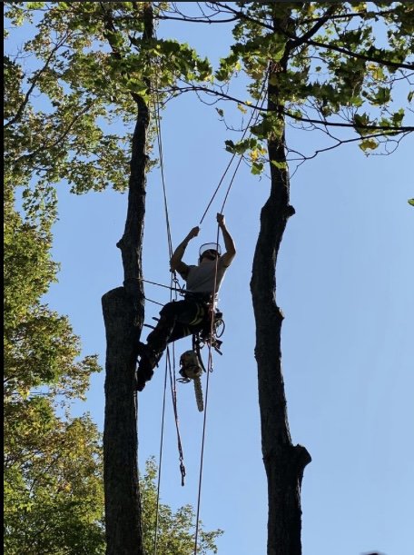 TREE WORKS - Updated August 2024 - Marshall, Texas - Tree Services ...
