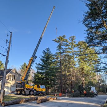Walnut Tree Service - Tree Services Near Me - Stoughton, Massachusetts
