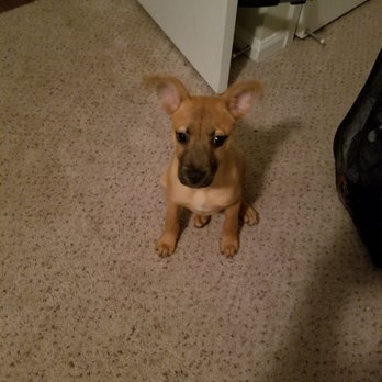 PAWS Atlanta - All ears! - Animal Shelters Near Me - Decatur, Georgia