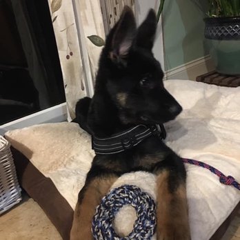 Jacksonville Veterinary Hospital - Apollo - Veterinarians Near Me - Phoenix, Maryland Jacksonville Veterinary Hospital - Apollo - Veterinarians Near Me - Phoenix, Maryland