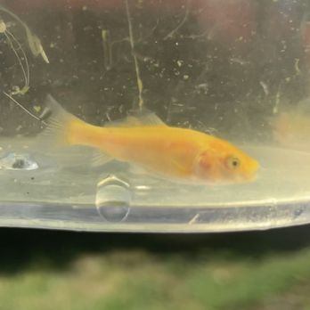 Deep South Aquatics - a fish in a plastic container - Aquarium Services Near Me