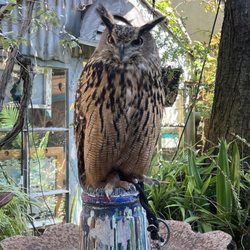 The Village Garden - Big Al