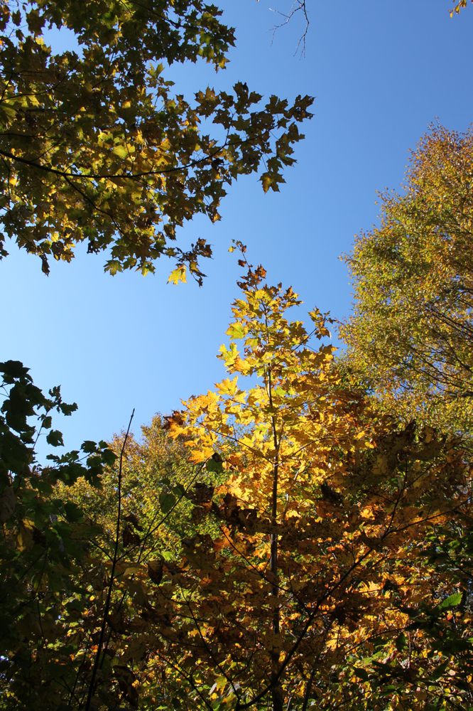 Mt. Ascutney State Park