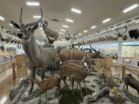 Bryce Wildlife Adventure by null