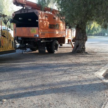 Travis Tree Service - During - Tree Services Near Me - Fresno, California Travis Tree Service - During - Tree Services Near Me - Fresno, California