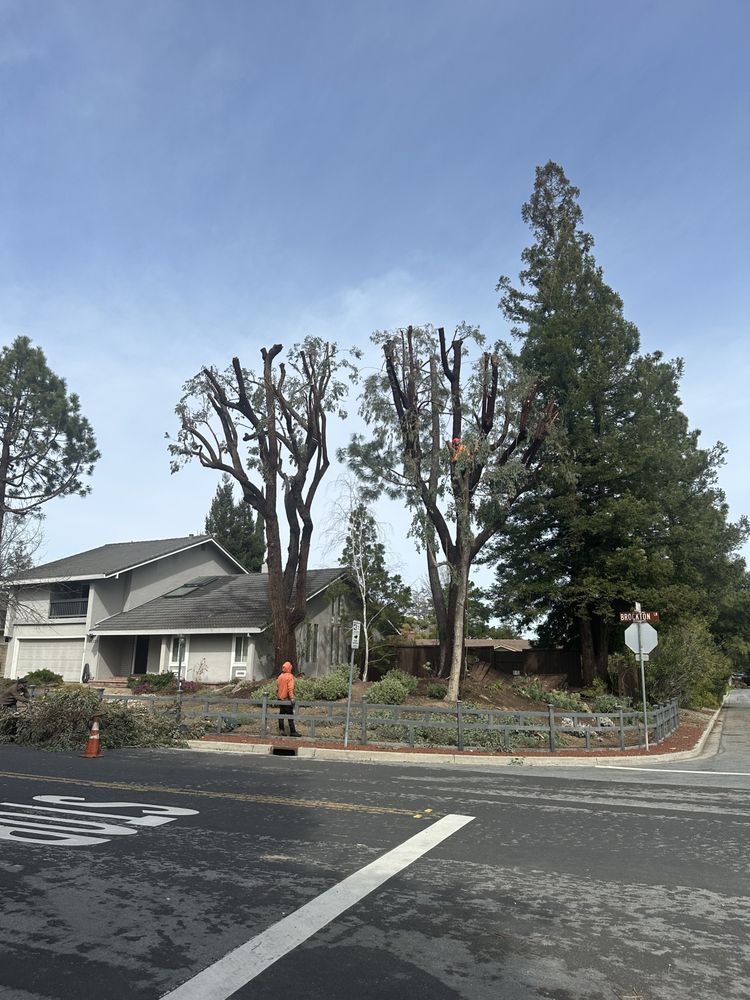 Summit Tree Service - tree service in San Jose, CA